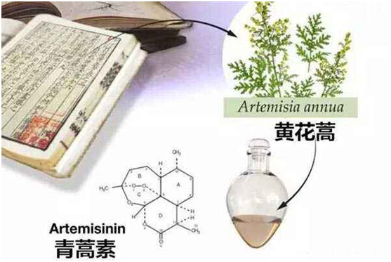 MK体育在线,MK体育在线（中国）：向中医药看齐，与世界共享中医药文化(图1)